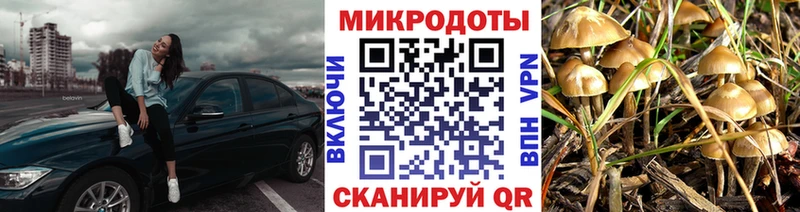Псилоцибиновые грибы Psilocybe Дедовск